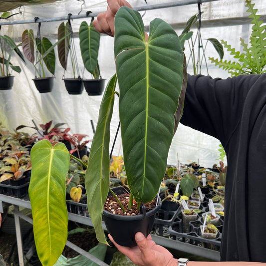 URBAN JUNGLE特集★U37 フィロデンドロン エスエラルデンセ 5号吊り鉢