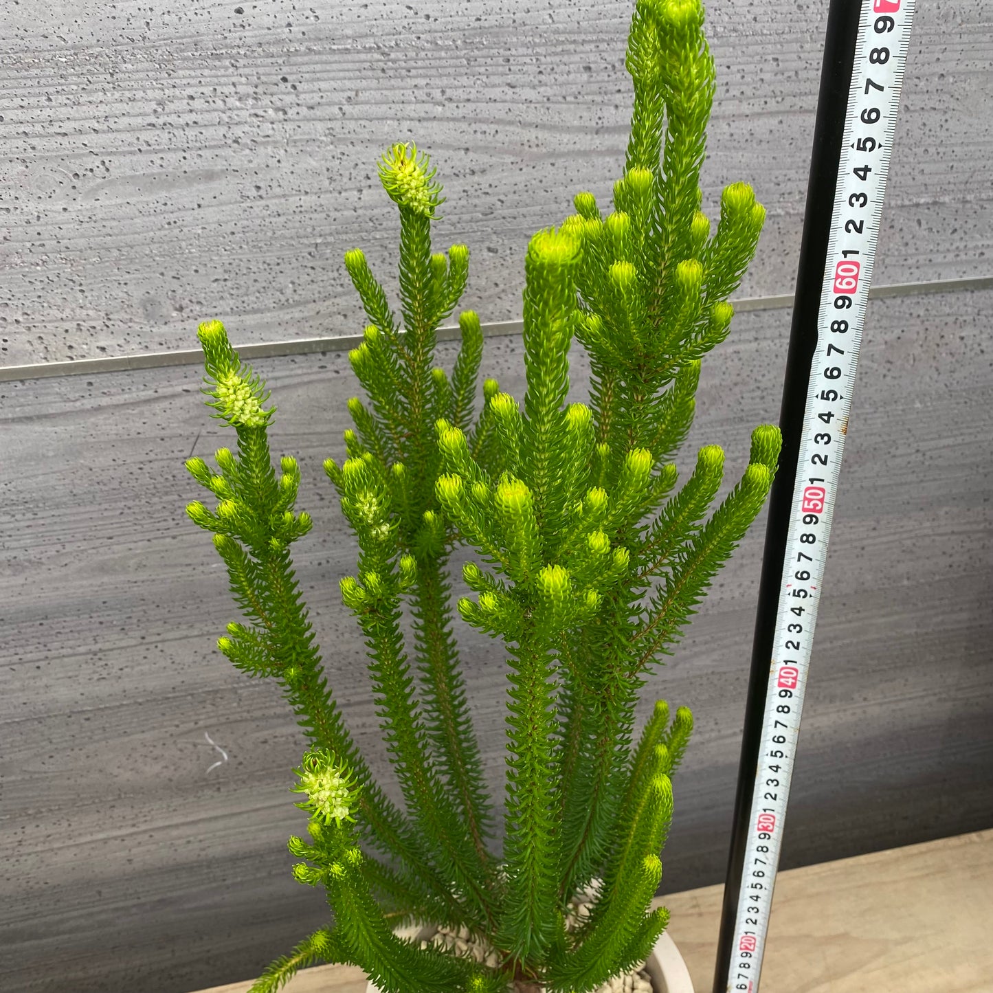 エリカ セシリフローラ 6号オリジナルポット