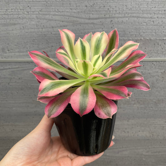 No.08009 アエオニウム ピンクウィッチ 3.5号苗ポット