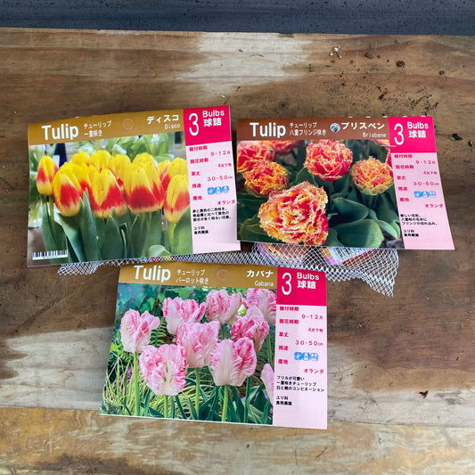 市場仕入れ即売会 No.25093 チューリップ球根 ディスコ/ブリスベン/カバナ 3種セット