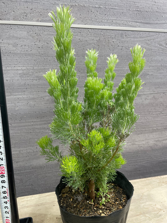 No.10024 アデナントス ウーリーブッシュ 5号苗ポット