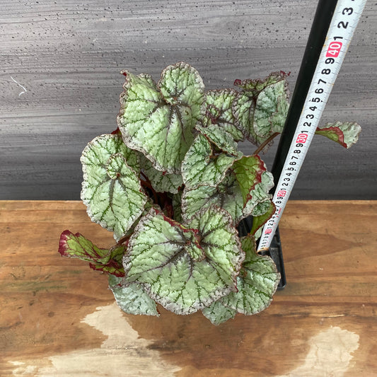 市場仕入れ即売会 No.25009 レックスベゴニア モモヤマ 4号鉢