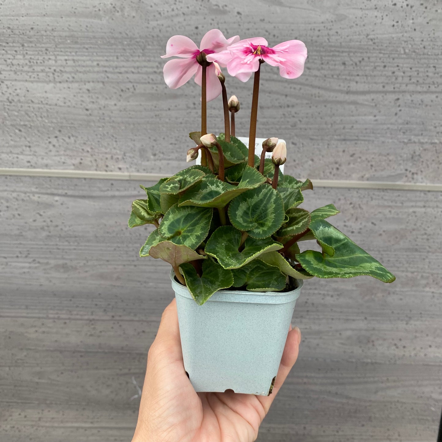 シクラメン イリュージア ピンクラテ 3号苗ポット 3ポットセット