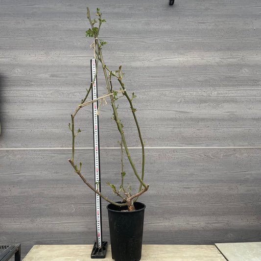 ローズなかしま★ツルバラ コーネリア (ほぼトゲなし)6号鉢