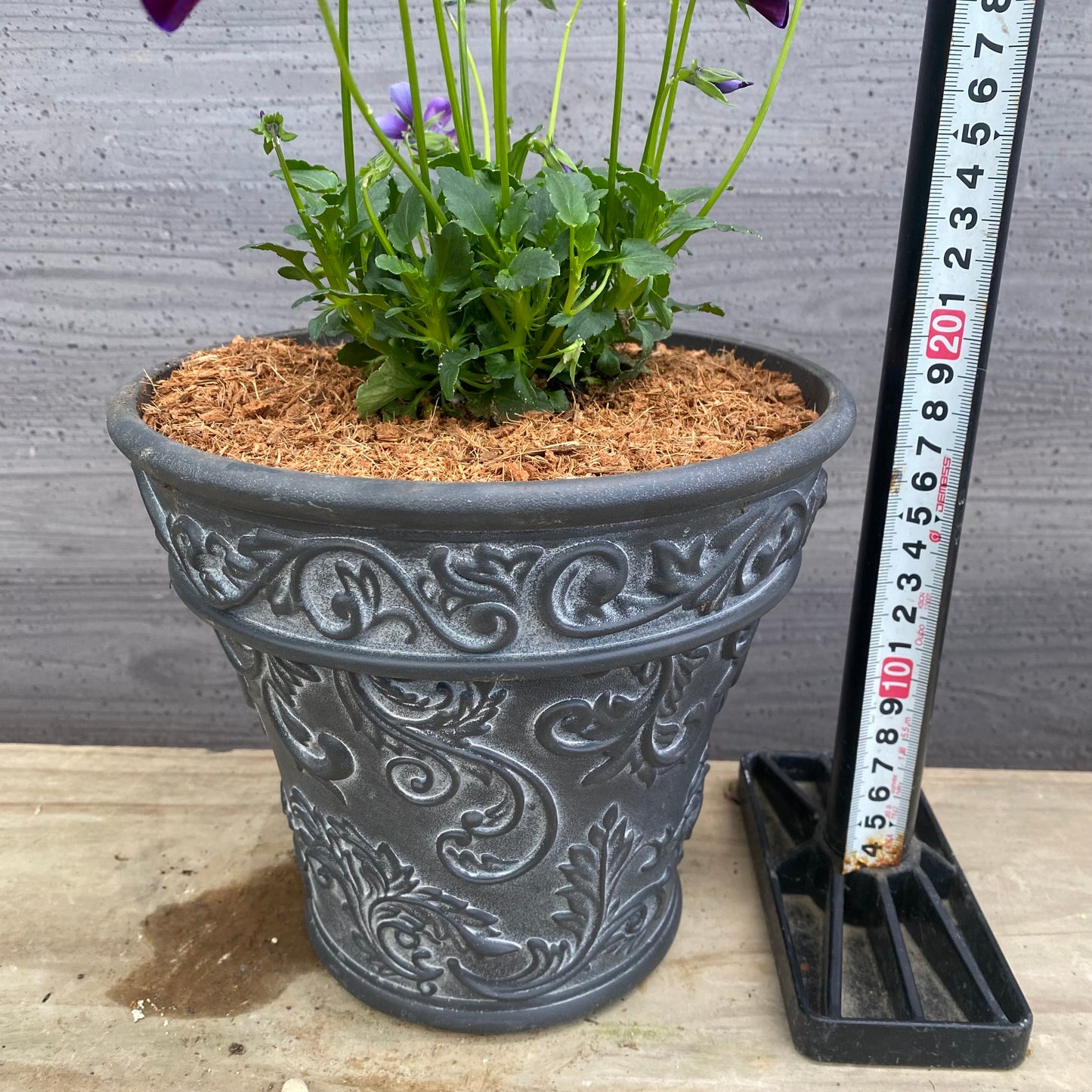 ビオラ 黒陶器鉢