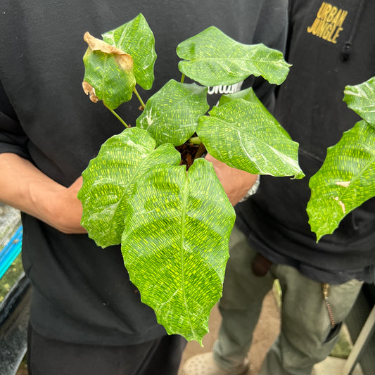 URBAN JUNGLE特集★U34 カラテア ムサイカ斑入り 3号鉢