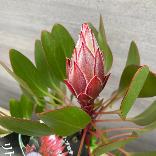 No.12001 キングプロテア リトルプリンス 5号鉢