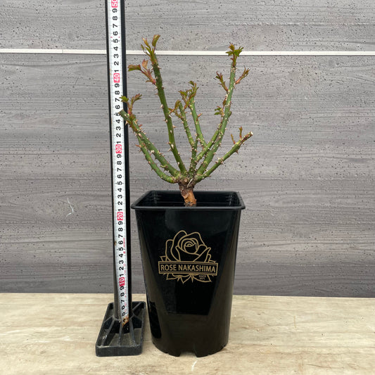 ローズなかしま★フレグランスローズ クオーレ 5号鉢