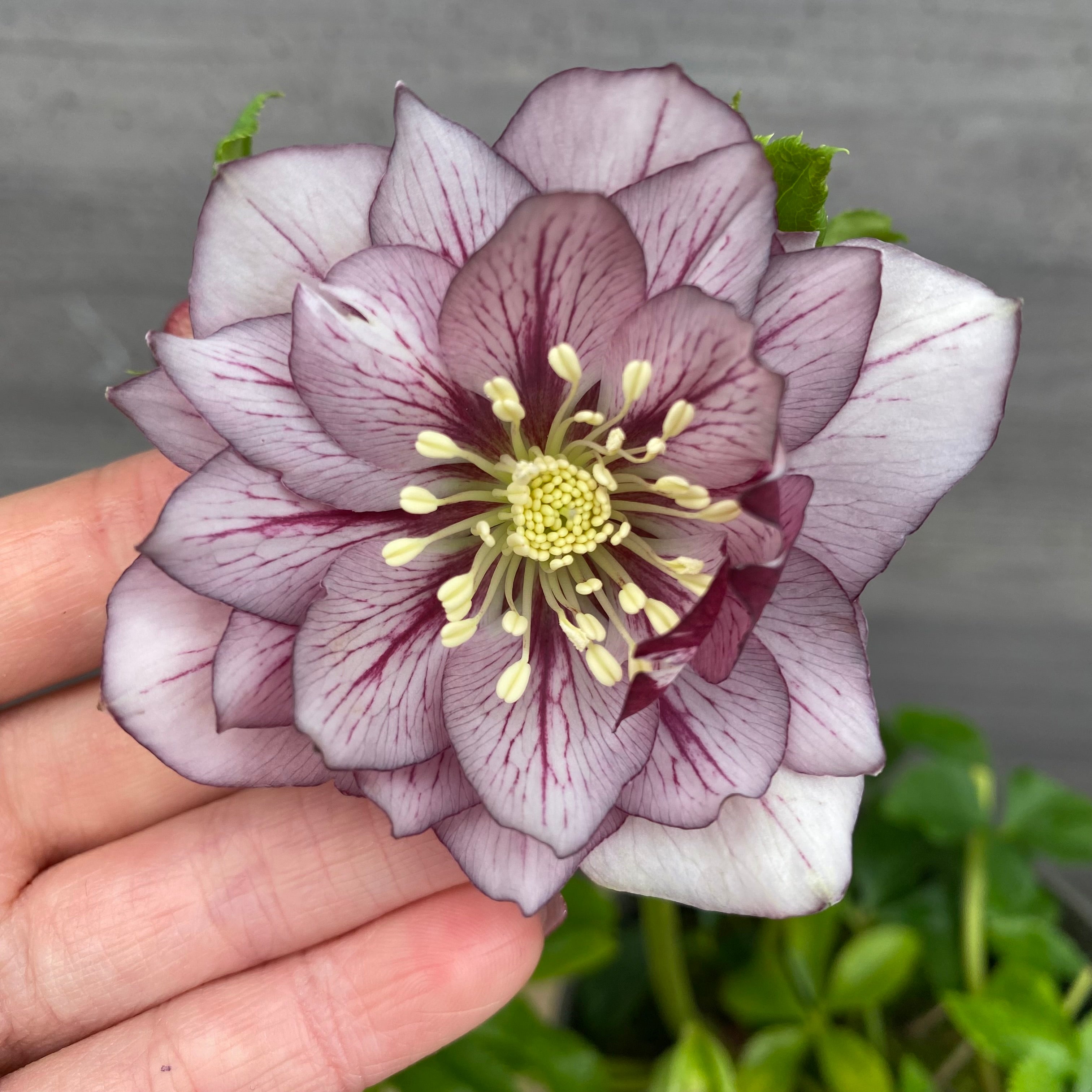 即売会 No.27067 クリスマスローズ ダブル咲き 5号鉢 – 植物家族