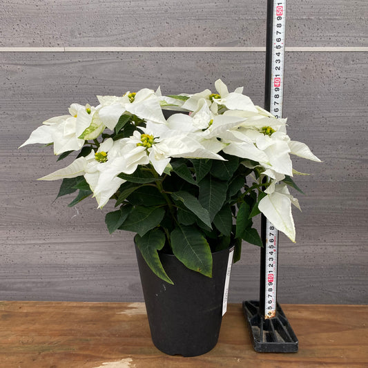 市場仕入れ即売会 No.25005 プリンセチア 色 5号鉢