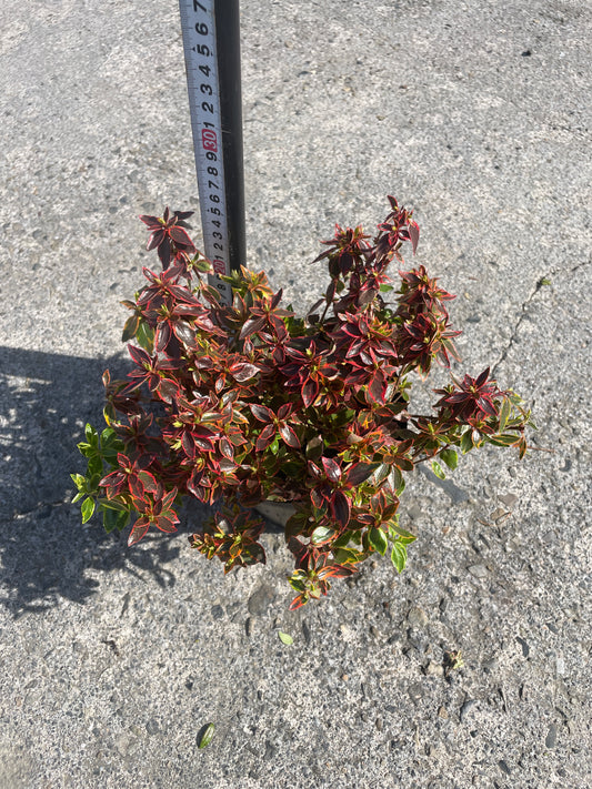 No.06007 岡本緑花 アベリア サンシャインデイドリーム 5号苗ポット