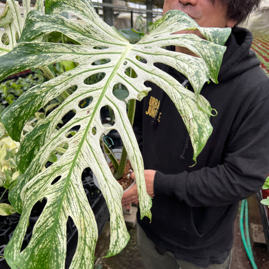 URBAN JUNGLE特集★U13 モンステラ デビルモンスター 5号鉢