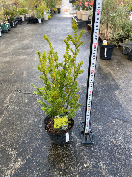 農場創業祭 No.26023 ヨーロッパイチイ ゴールドストライク 5号苗ポット