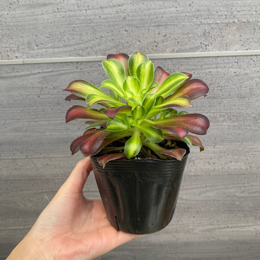 No.08007 アエオニウム ショウカ 3.5号苗ポット