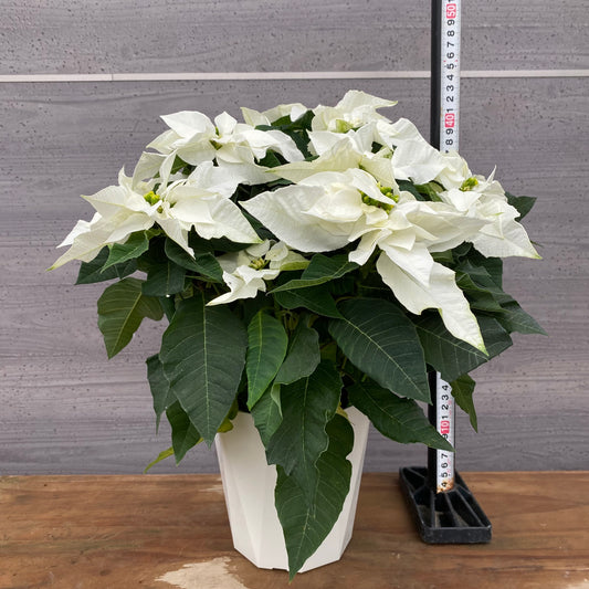 市場仕入れ即売会 No.25006 プリンセチア ピュアホワイト 5号鉢