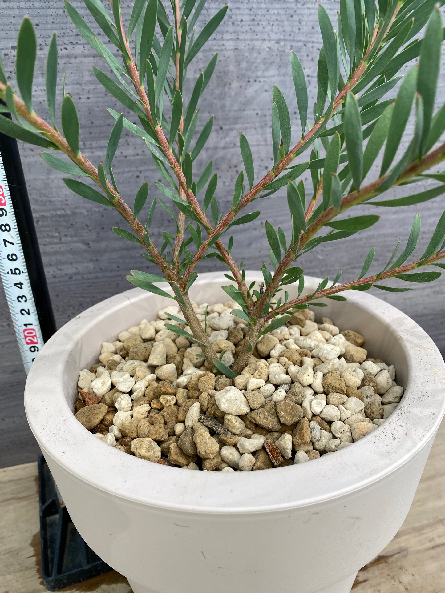 リュウカデンドロン イエローデビル No.3 オリジナルポット