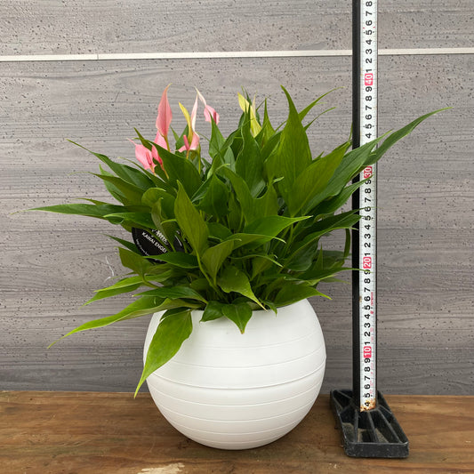 市場仕入れ即売会 No.25047 アンスリウム リリー 7号底面給水鉢 白