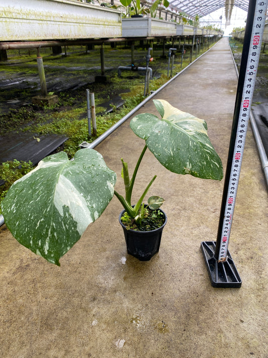 農場創業祭 No.26175 モンステラ タイコンステレーション 3号鉢