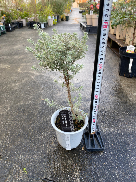 農場創業祭 No.26021 ウエストリンギア スモーキーホワイト 4号鉢