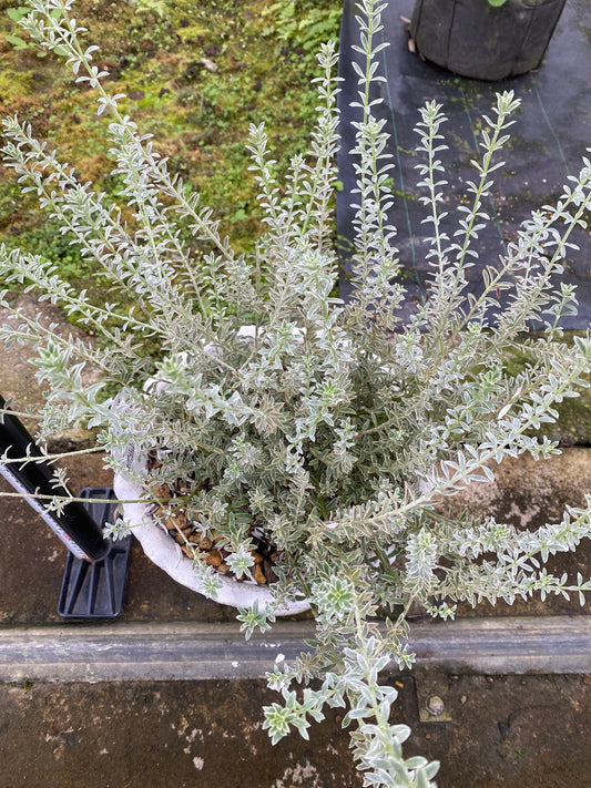 農場創業祭 No.26104 ウエストリンギア 陶器鉢