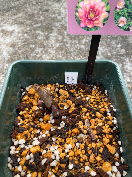 農場創業祭 No.26077 シャクヤク ヒラリー