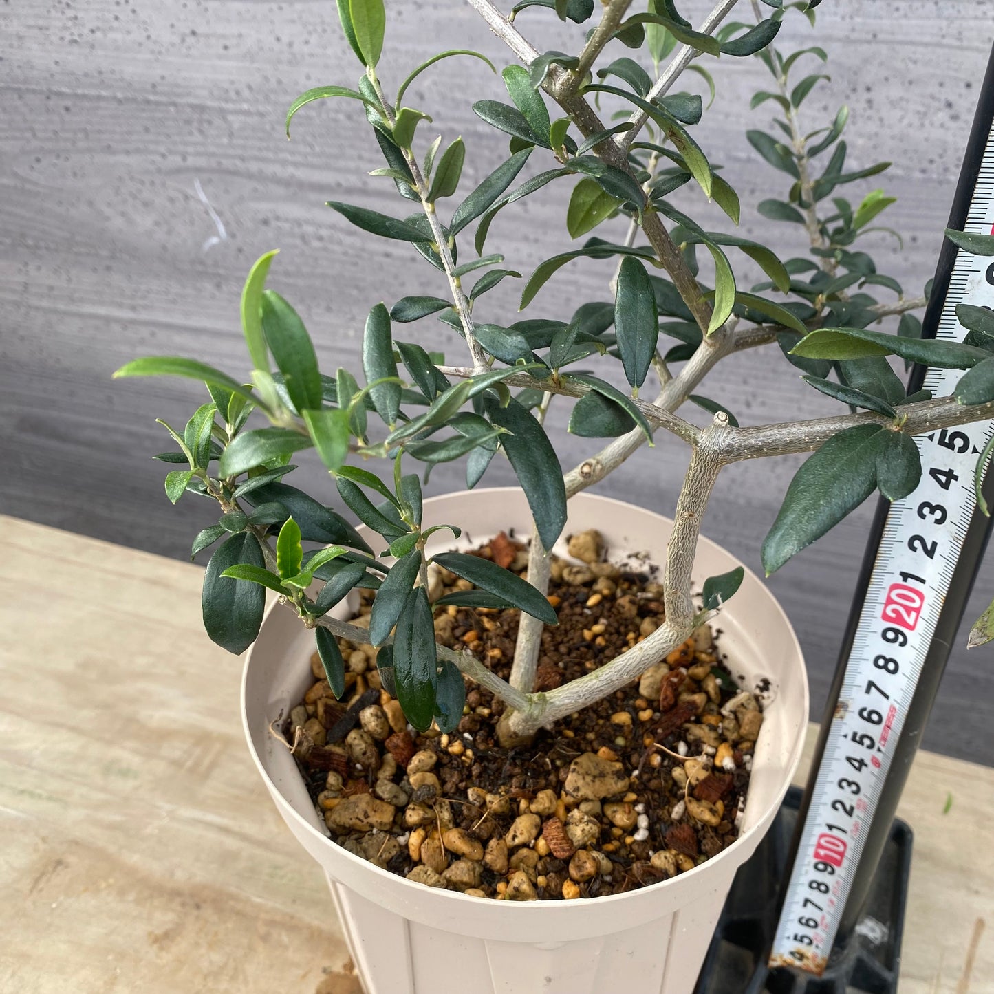 実生オリーブ 5号スリット鉢/オリジナル色