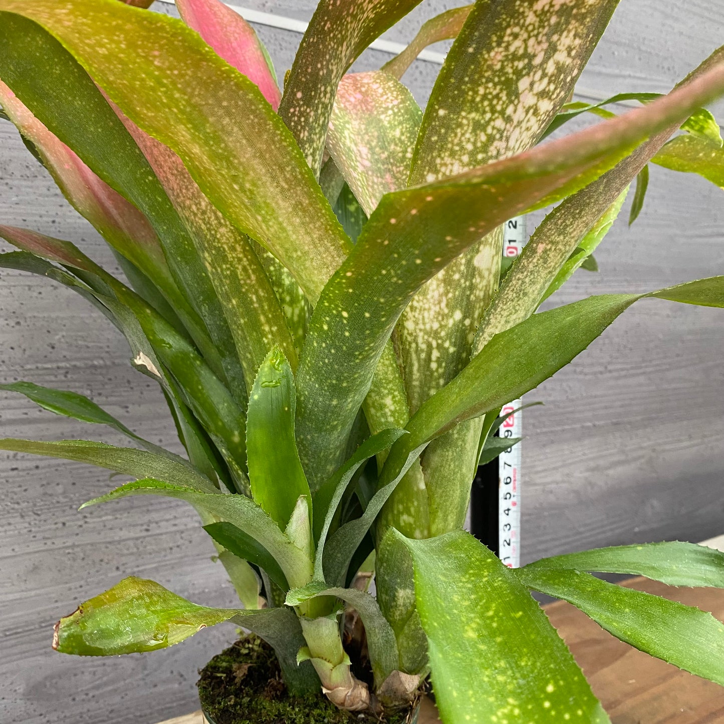 市場仕入れ即売会 No.25026 ビルベルギア シェビーチック 3.5号鉢