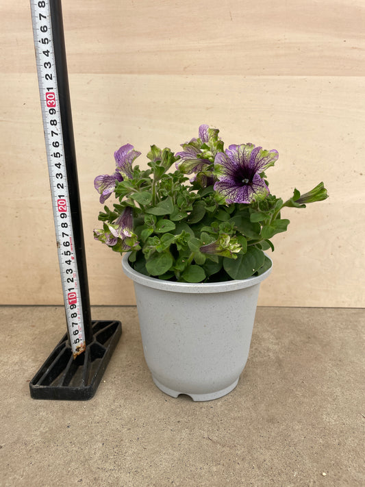 No.27007 ペチュニア アマゾネス ラムコカトゥー 5号鉢