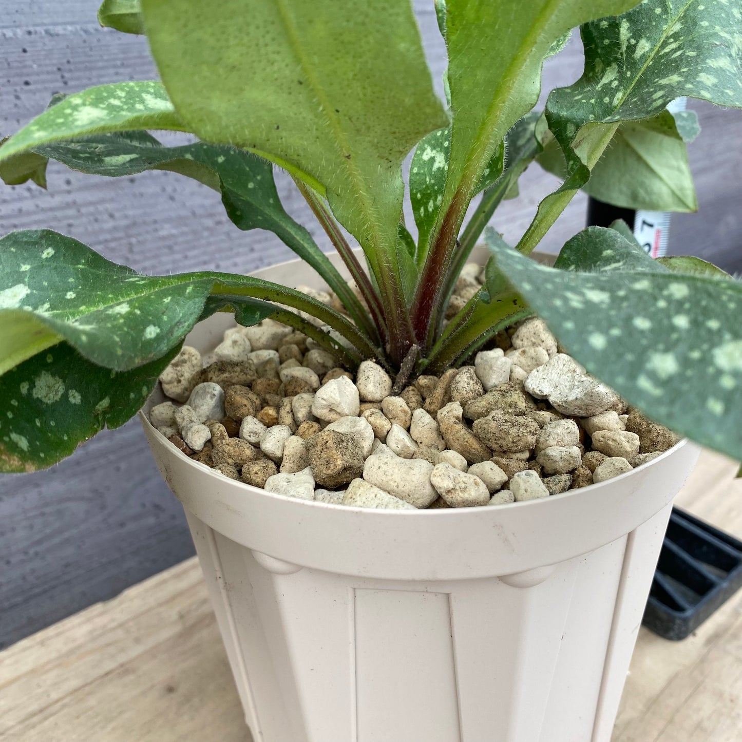 社長植栽★ プルモナリア ピンクブルー 5号スリット鉢/オリジナル色