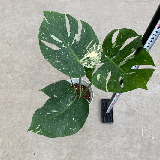 20007 モンステラ タイコンステレーション 6号鉢