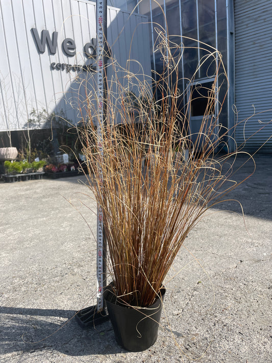 No.06001 岡本緑花 カレックス レッドルースター 5号苗ポット