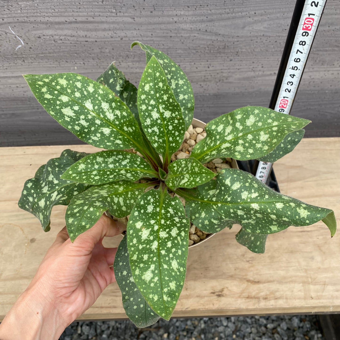 社長植栽★ プルモナリア ピンクブルー 5号スリット鉢/オリジナル色