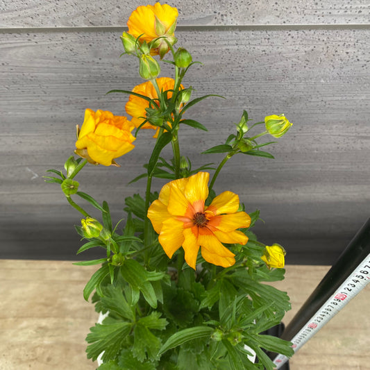 No.23004 ラナンキュラス ランドセルシリーズ サラセレネ ラゴス 7号おすすめ白ポット