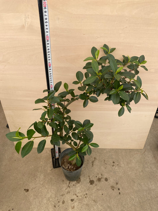 M007 フィカス ルビギノーサ(フランスゴムの木) 5.5号鉢