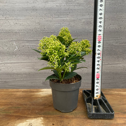 市場仕入れ即売会 No.25072 深山スキミア ホワイトドワーフ 3号鉢