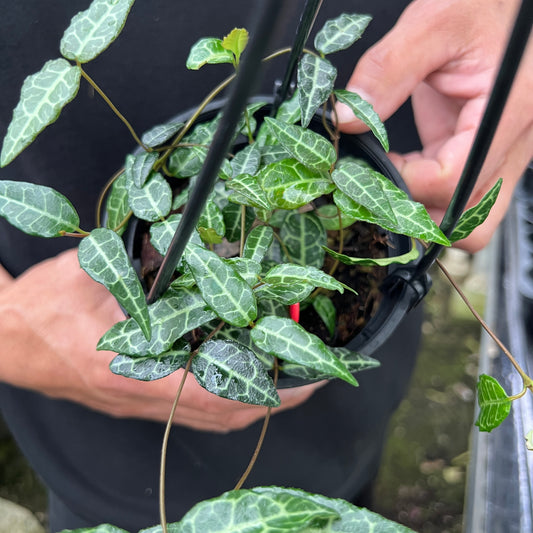 URBAN JUNGLE特集★U41 タイワンカズラ 吊り鉢