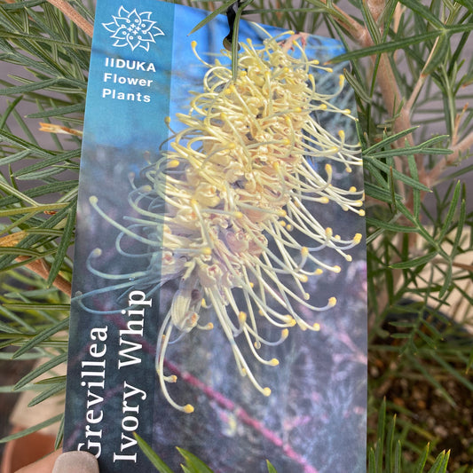 No.12003 グレビレア アイボリーホイップ 5号鉢