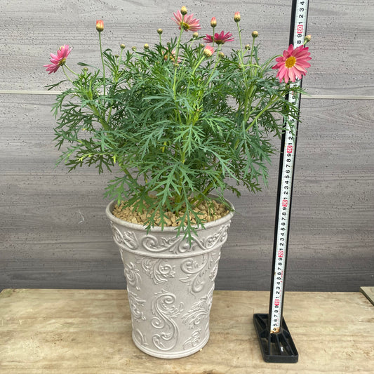 No.23002 マーガレット シンプリーコーラル グレープラ鉢