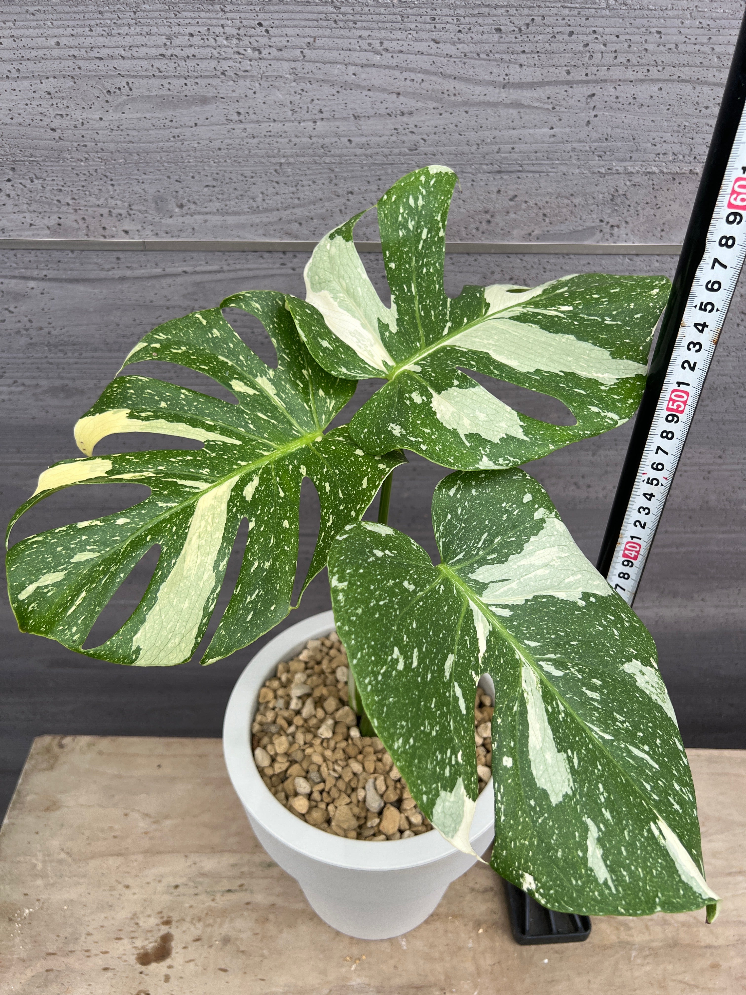 社長植栽☆モンステラ タイコンステレーション 7号おすすめ白ポット