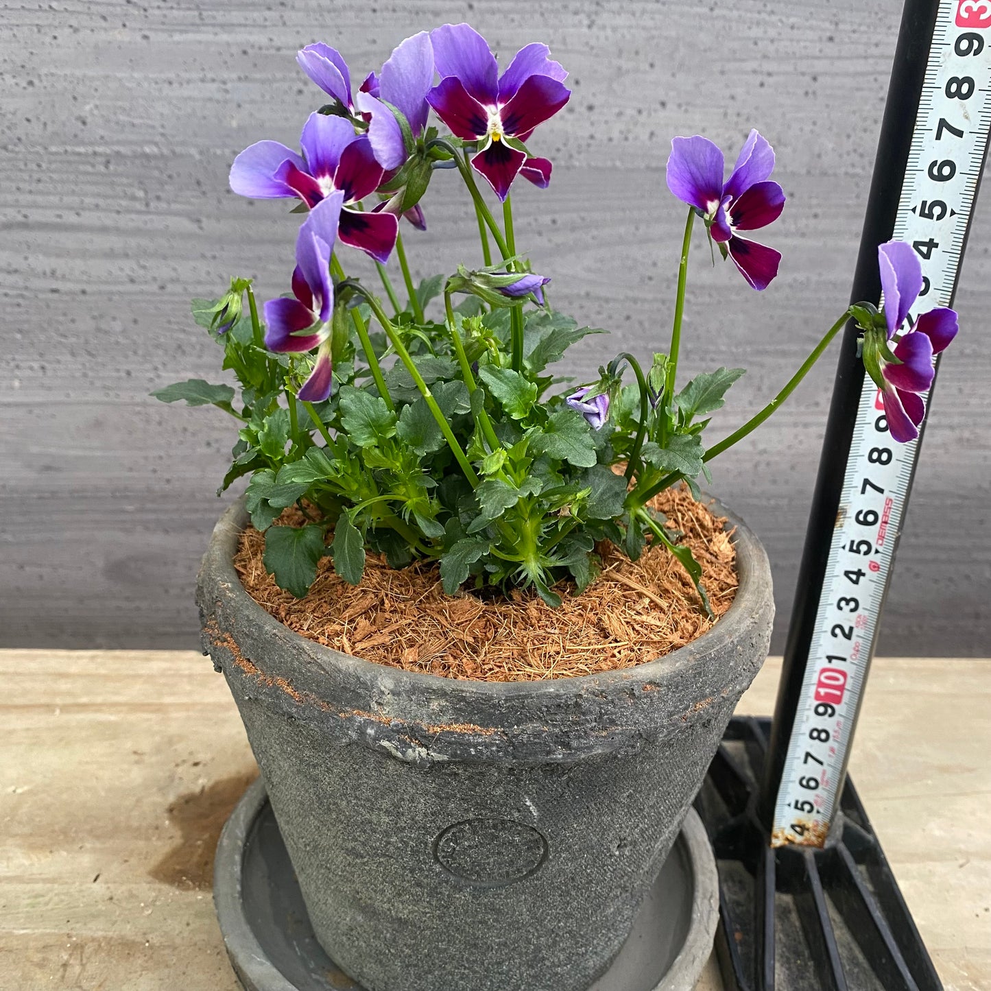 寄せ植えH キューガーデンポット