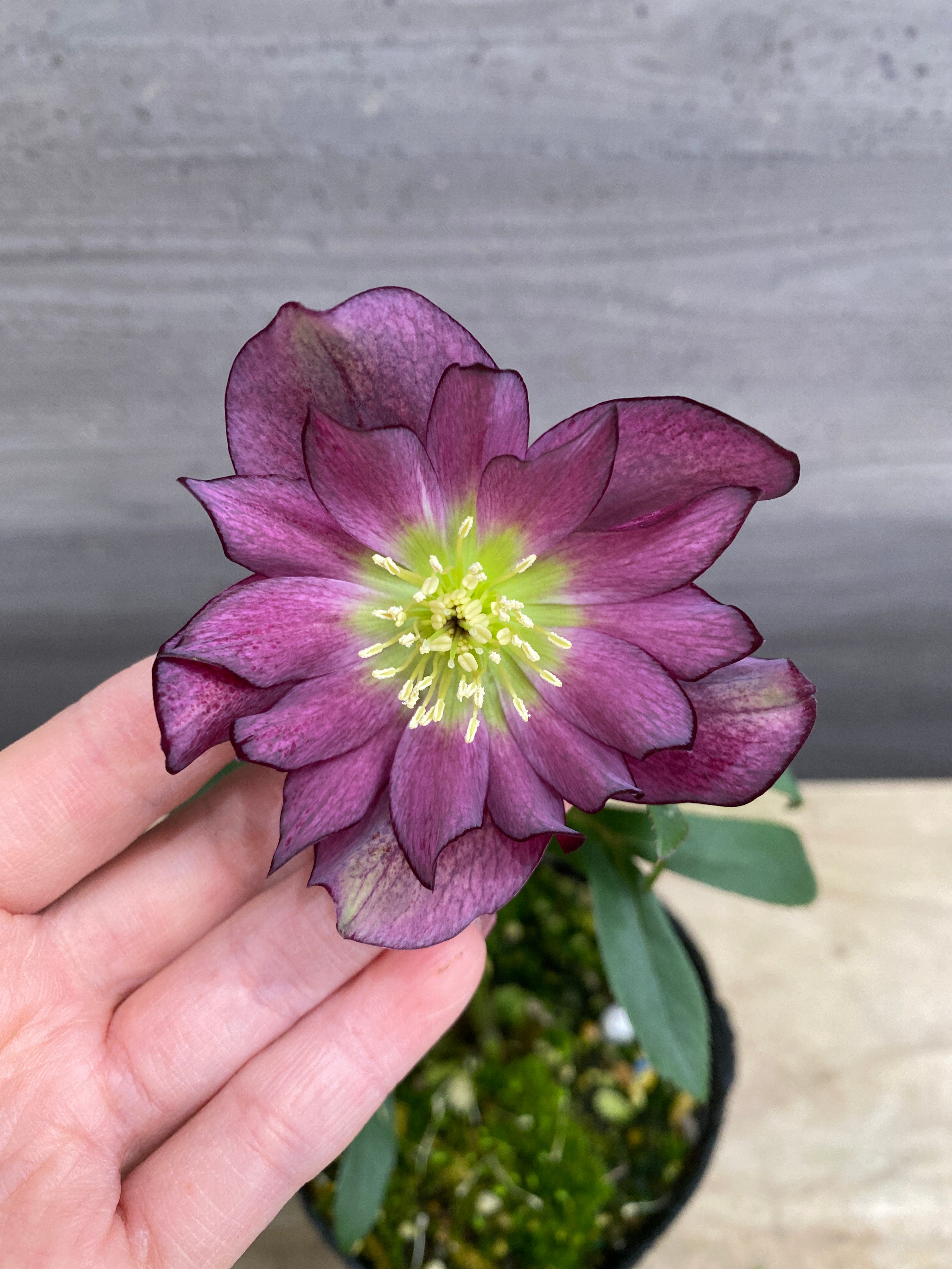 M073 クリスマスローズ 八重咲き 4号苗ポット – 植物家族