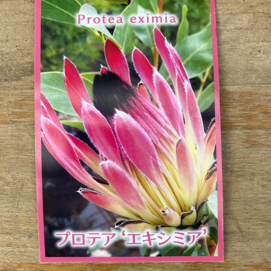 プロテア エキシミア 7号スリット鉢/オリジナル色