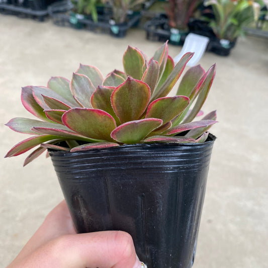 No.17035 アエオニウム アンナニシキ 3.5号苗ポット