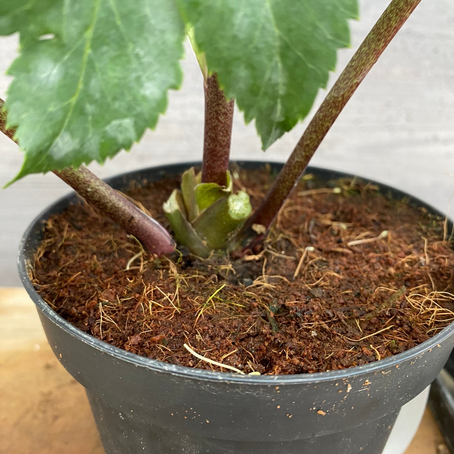 市場仕入れ即売会 No.25089 クリスマスローズ 氷の薔薇 アーリーローズ 4号鉢