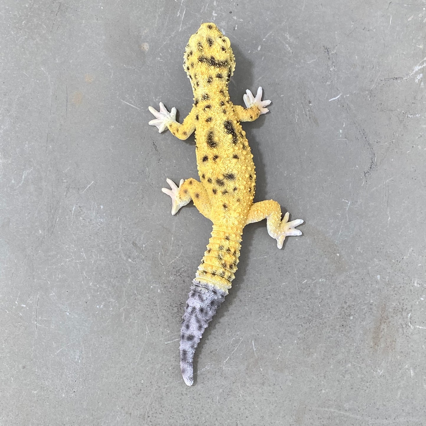 マグネットシリーズ ヒョウモントカゲモドキ (HIGH YELLOW) 口元にマグネット