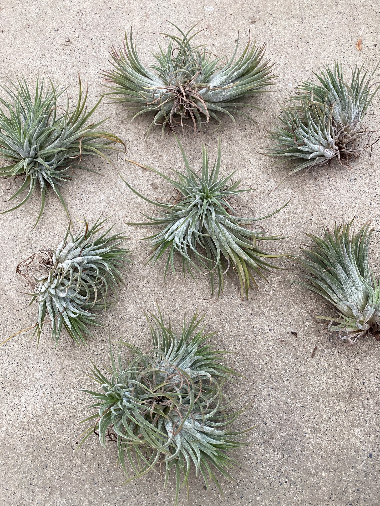 No.28001 ティランジア イオナンタ