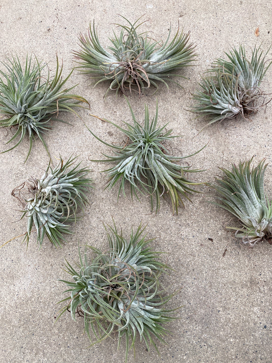 No.28001 ティランジア イオナンタ