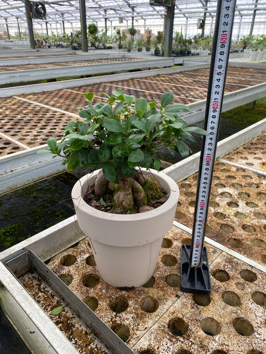 農場創業祭 No.26164 ガジュマル 7号オリジナルベージュポット