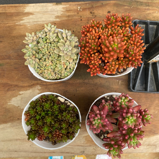 市場仕入れ即売会 No.25069 セダム レッドベリー/オーロラ/虹の玉/姫秋麗 4種セット