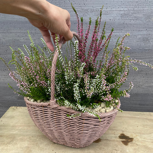 社長植栽★ カルーナ ガーデンガールズ6ポット寄せ植え 手付きバスケットピンク